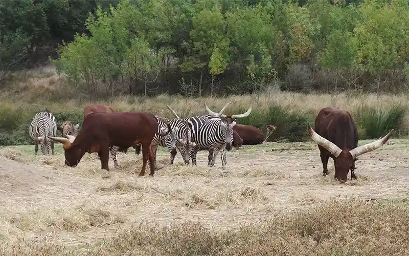 Réserve Africainbe de Sigean